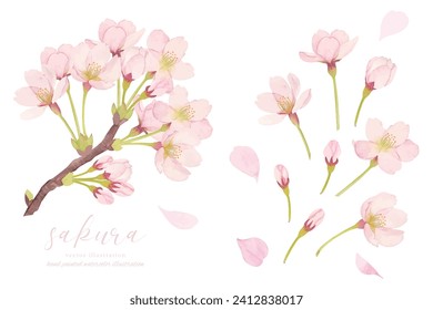 
Illustration material of cherry blossoms in full bloom painted in watercolor