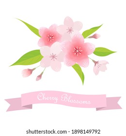 Illustration material of cherry blossoms (vector, white background, cut out)