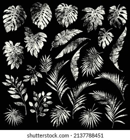 Illustration material collection of tropical plants,