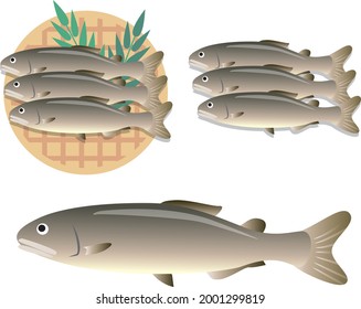 Illustration material of Japanese fish sweetfish

