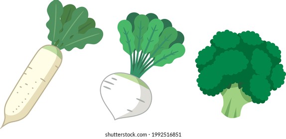 
Illustration material of radish and helmet broccoli