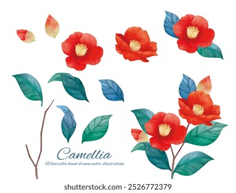 Illustration material of red camellia flower painted in watercolor