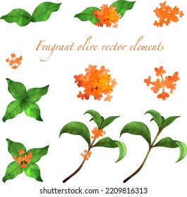 Illustration material set of beautiful fragrant olive. Flowers, branches and leaves of fragrant olive. Watercolor style vector illustration.