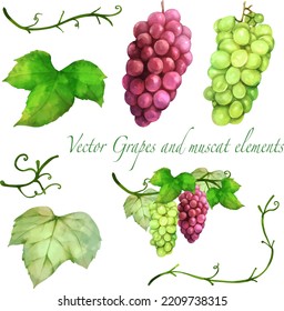 Illustration material set of beautiful grapes and Muscat. Grape and Muscat berries, leaves and decorative vines. Watercolor style vector illustration.