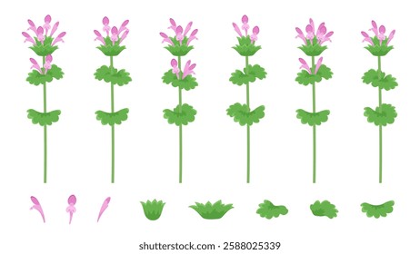 Illustration material set of Lamium amplexicaule