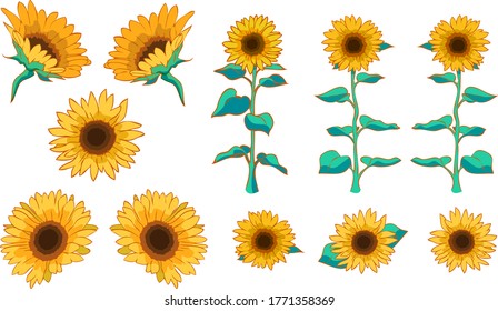 Illustration material set of sunflower.