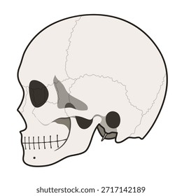 Material de ilustración del lado del cráneo