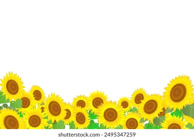 Illustration material of summer sunflower field