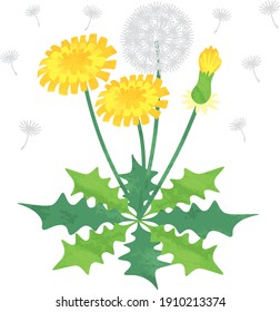 
Illustration material of watercolor style dandelion with the image of spring