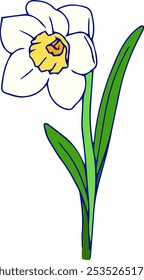 Illustration material of white daffodil flower