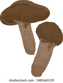 Illustration of matsutake mushroom / vector