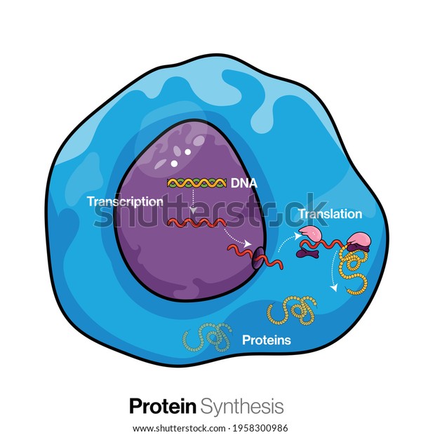 Illustration of\
mechanism of protein synthesis in eukaryotic cell: transcription,\
and translation. \
