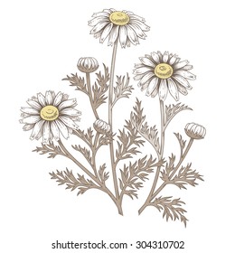 Illustration of medical herbs. Isolated object daisy flower on a white background. Vector. Chamomile.