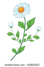 Illustration of medical herbs. Isolated object daisy flower on a white background. Vector. Chamomile.