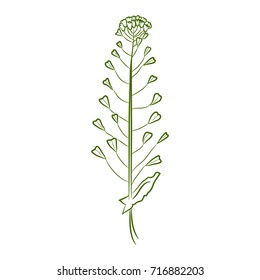 Illustration with medical plant. Vector herb. Isolated blindweed