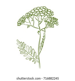 Illustration with medical plant. Vector herb. Isolated tansy