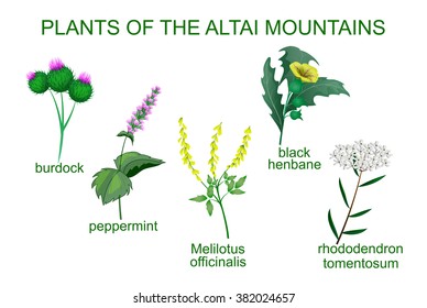 ILLUSTRATION OF MEDICINAL PLANTS OF THE ALTAI MOUNTAINS