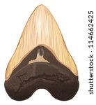 Illustration of a megalodon tooth