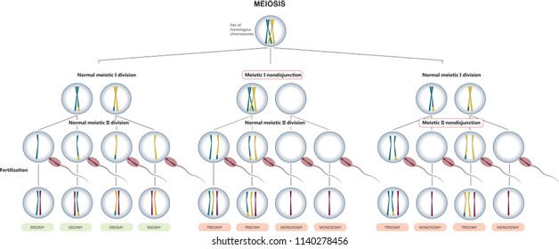 Illustration of meiosis and the consequences of meiotic errors