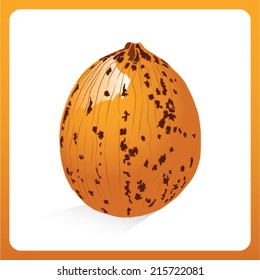 An illustration of a melon