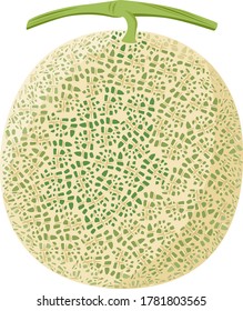 Illustration of a melon with a beautiful net pattern.