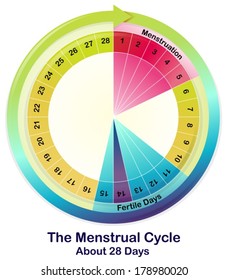 Illustration of the Menstrual Cycle on a white background