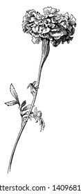 An illustration of the Mexican marigold which is also known as African Marigold, vintage line drawing or engraving illustration.