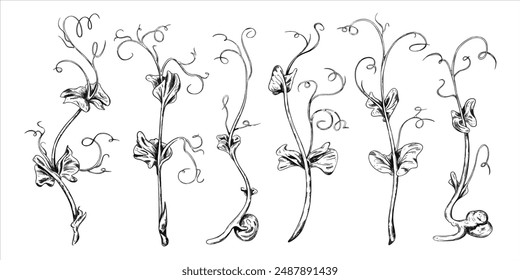 Illustration of micro-green peas in watercolor style. Young seed seedlings, edible leaves, a healthy food. Vector illustration, Hand drawn in line art style painted inks on isolated background