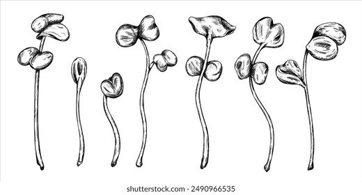 Illustration of a micro-green radish. Young seed seedlings, edible leaves, a healthy food. Vector illustration in black ink graphically, Hand drawn in line art. Gardening plants, cooking ingredients