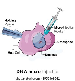 Illustration of microinjection of DNA  or genetic material: transformation of cell, genetically modified cells, transgenesis in genetic engineering.