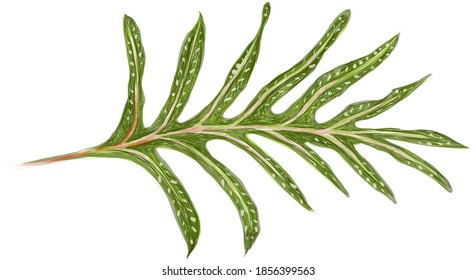 Illustration of Microsorum Scolopendria, Phymatosorus Scolopendria, Monarch Fern or Musk Fern.
