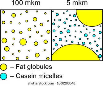 Illustration of the milk colloid structure at various scales.