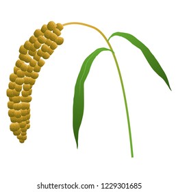 Illustration of the millet