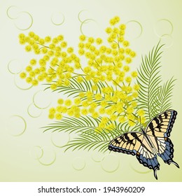 Illustration with mimosa and butterfly.Vector illustration with mimosa and butterfly on a colored background.