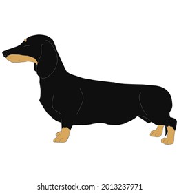 Illustration of a miniature dachshund with side view and classic black and brown colors.