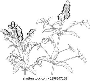 illustration with mint leaf isolated on white background