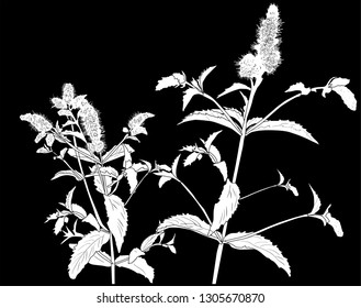 ilustración con hoja de menta aislada en fondo negro