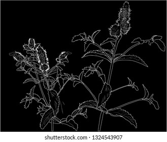 illustration with mint leaf isolated on black background