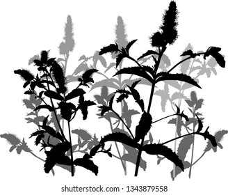 ilustración con hoja de menta aislada en fondo blanco