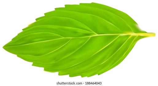 illustration with mint leaf isolated on white background