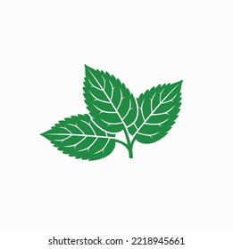 illustration of mint leaf, vector art.