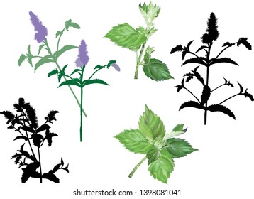 illustration with mint leaves isolated on white background