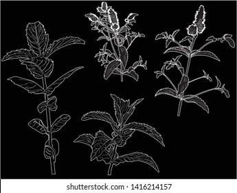 illustration with mint leaves isolated on black background