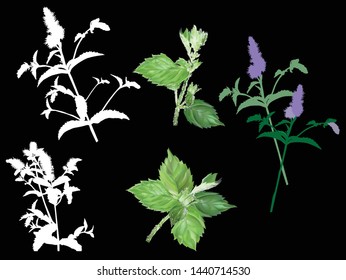 illustration with mint leaves isolated on black background