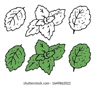 Illustration of mint leaves and mint plants in Doodle style, black and colored on a white background. For use as a design element in the design of food and recipes, cosmetics and medicines.