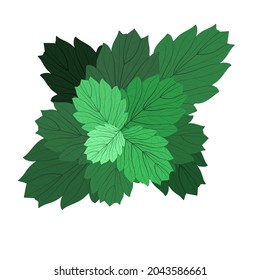 Illustration of mint Leaves vector 