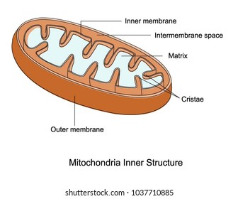 Illustration of Mitochondria Inner Structure 
