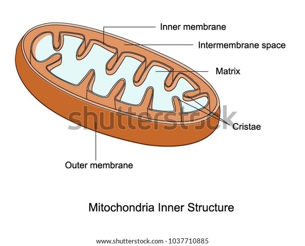 Illustration Mitochondria Inner Structure Stock Vector (royalty Free 