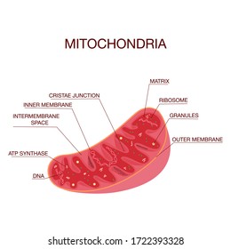 Illustration of Mitochondria Inner Structure.Concept