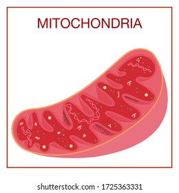 Illustration of Mitochondria Inner Structure.Concept